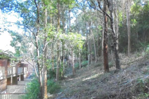 NSW Rural Fire Service – Hazard Reduction Notice – Albert Street, Ourimbah